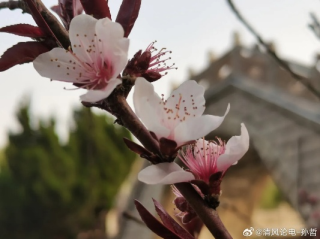淄博四月天，从烤炉烟火到春风拂面的温度记忆