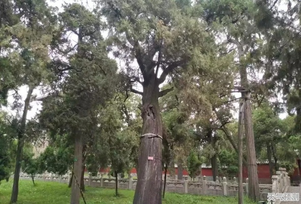 曲阜天气,在四季流转中,感受圣城的呼吸 曲阜天气,在四季流转中,感受圣城的呼吸