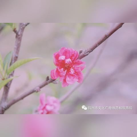 钦州天气，海风里的温柔与无常