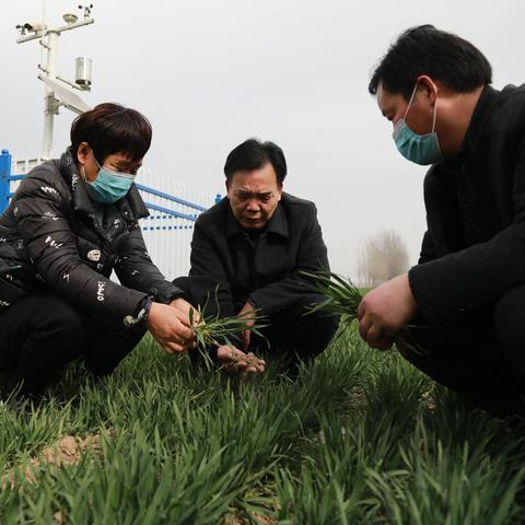 扶沟天气40天查询指南，掌握未来一个半月的晴雨冷暖